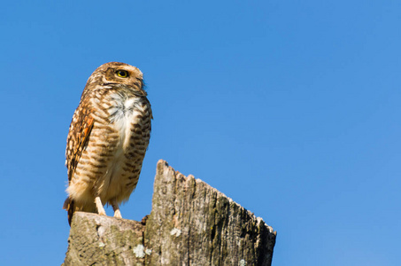 美丽的猫头鹰 Glaucidium minutissimum 在树干之上