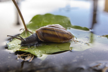美丽的巨大的蜗牛沿着绿叶从树上掉下来, 在水坑中, 反映在水中, 夏天, 秋天的雨中。