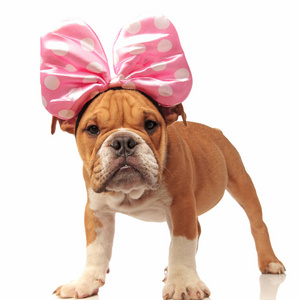 滑稽的英国斗牛犬狗头粉红色丝带, 站在白色背景
