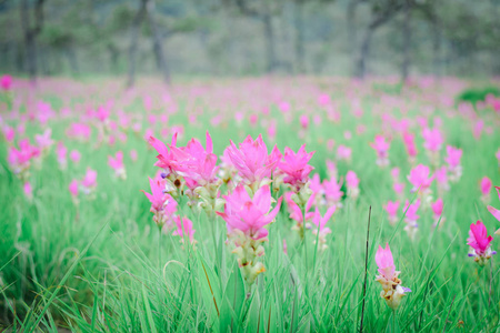 Krachai 花卉国家公园猜也蓬省泰国