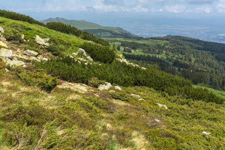 位于保加利亚索非亚 Vitosha 山的绿色丘陵全景