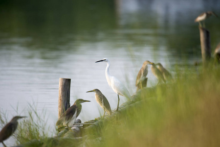 鸟栖息在河岸上图片