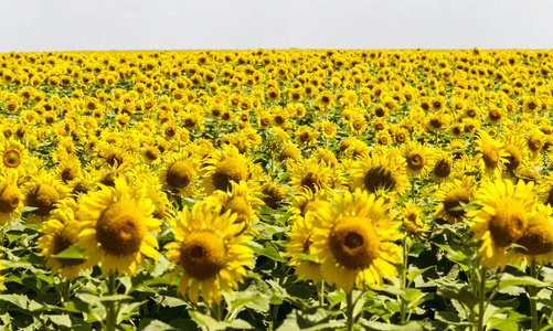 向日葵领域花天空图片