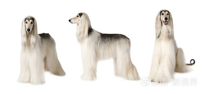 阿富汗猎犬狗白色