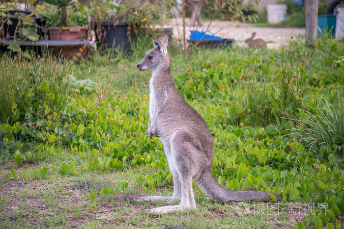 孤独的袋鼠站得笔直