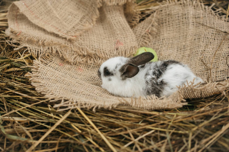 可爱的兔子躺在麻布上的青苹果