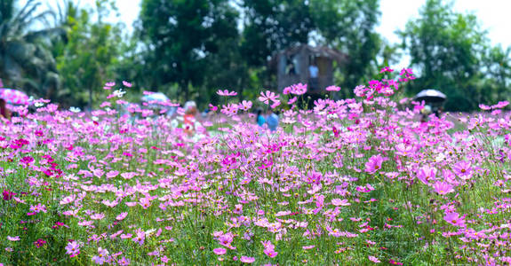 宇宙 bipinnatus 的花朵在花园里闪耀着五彩缤纷的盆景和美丽。这朵花就像天上闪闪发亮的星星