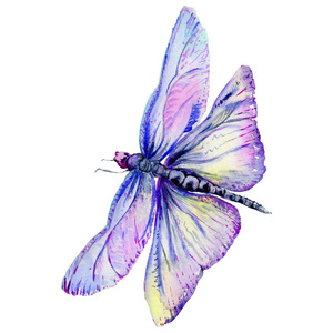 在孤立的水彩风格的昆虫蜻蜓照片