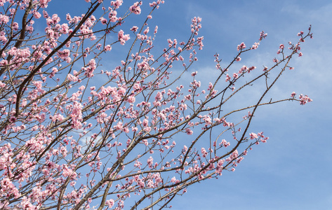 在日本的樱花，樱花季