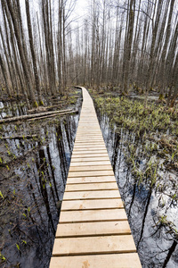 在沼泽的木制人行桥