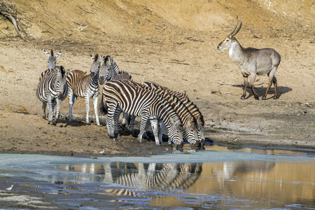 平原斑马在南非克鲁格国家公园图片