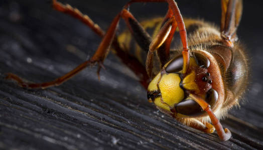 巨大的欧洲大黄蜂。危险的捕食性昆虫。特写