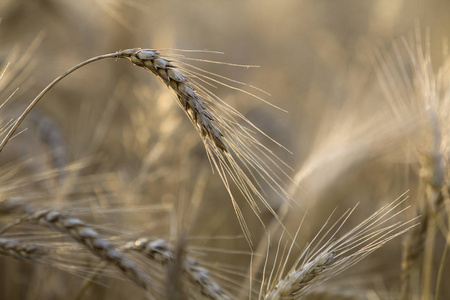 在阳光明媚的夏日, 温暖的金色金黄色成熟的小麦头特写在柔和模糊的雾草甸麦田淡褐色的背景。农业农业和丰富的收获理念
