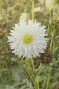 与奶油白色花瓣的大丽花。仙人掌白花