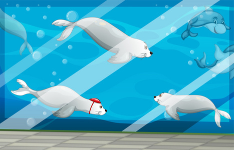 海豚海狮海豹和海豚游泳在水族馆照片