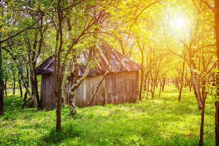 后花园的小棚和树图片