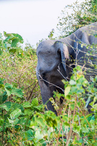 大象在 Uda Walawe 国家公园, 斯里兰卡