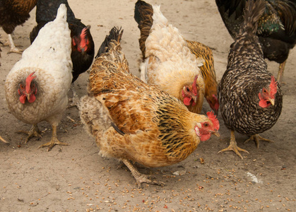 和 rake 向量例证鸡场里的新生小鸡儿童游戏小女孩在农场-为孩子们的