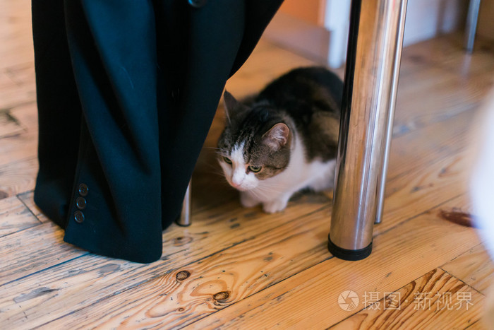 家猫躺在桌子下面的木地板上