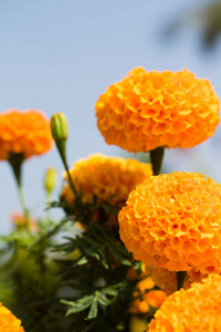 秋彩花在夏日风光中