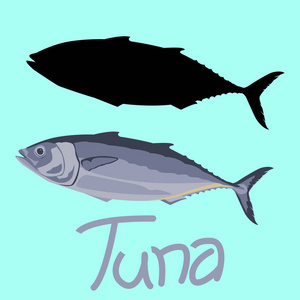 金枪鱼插画图片