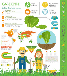 园艺工作，农业信息图表。生菜。图形模板