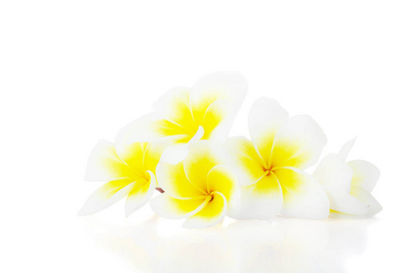 白色鸡蛋或花素热带花卉在白色背景下分离