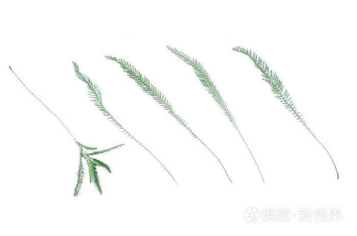 白色背景下植物绿茎的分离