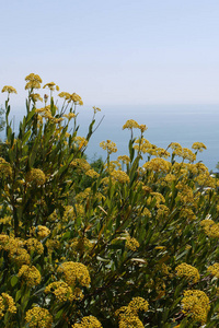 无边黑海背景上的芬芳黄花图片