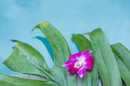 蓝泳宝花兰花热带背景