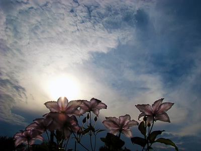 百合花对黄昏的天空与云彩