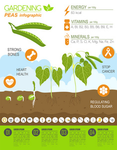 园艺工作，农业信息图表。豌豆。图形模板