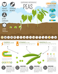 园艺工作，农业信息图表。豌豆。图形模板