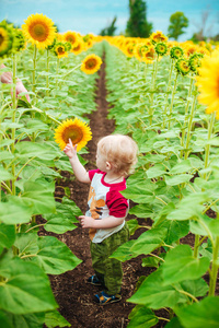 可爱的孩子与金色卷发与向日葵在夏天向日葵领域在日落。儿童幸福概念