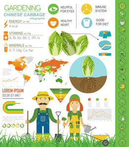 园艺工作，农业信息图表。大白菜。图形的 te