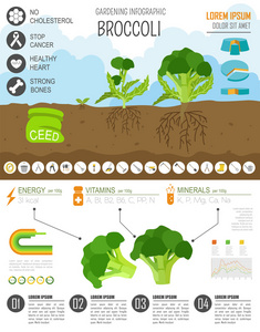 园艺工作，农业信息图表。西兰花。图形模板