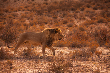 喀拉哈里沙漠狮子 5183