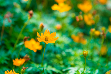 公园里的黄花花