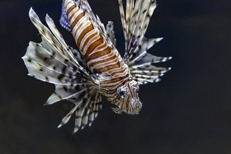 红条狮子鱼水族馆鱼, 一条有毒的珊瑚礁鱼