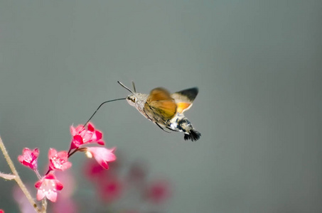 蜂鸟鹰飞蛾在一朵花上麦角飞蛾