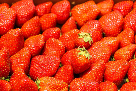 新鲜草莓在收割后放在盒子里, 出售。浆果又大又多汁