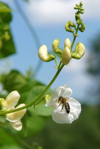 菜豆花菜的美丽花朵在初夏生长在有机农场