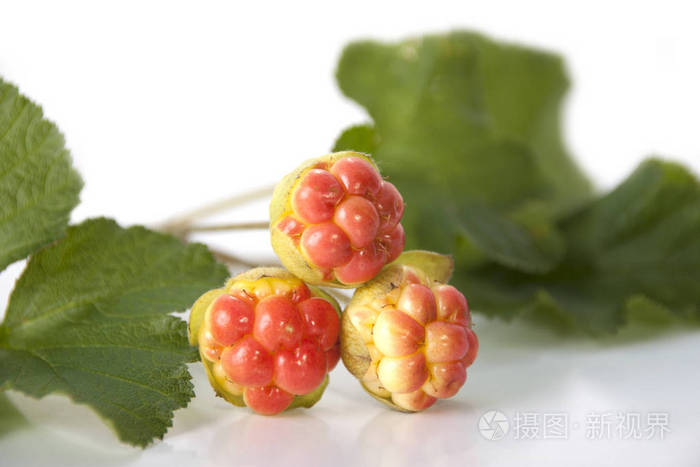 白色背景上的浆果和叶子的 cloudberry 的树枝照片