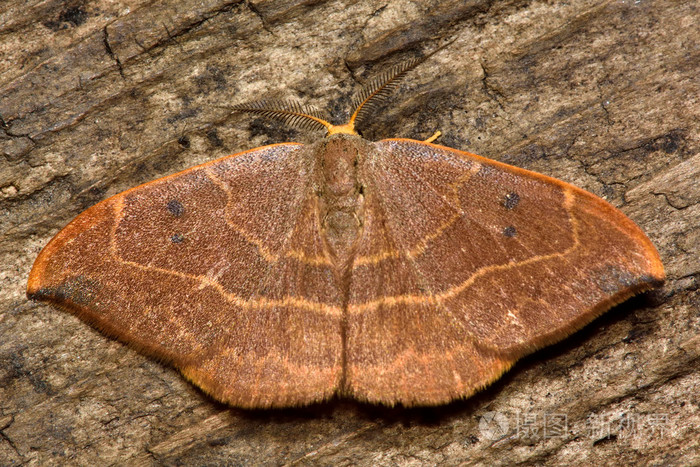 橡木钩 Watsonalla binaria 翅蛾