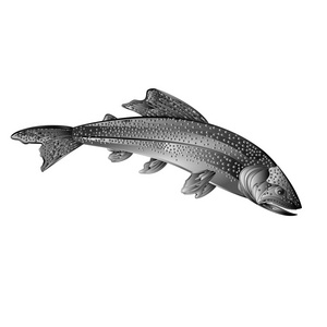 美国溪鳟鱼作为锻造金属复古矢量