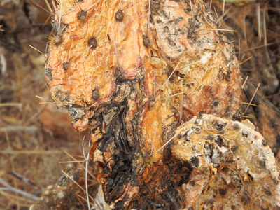 在亚利桑那州凤凰城东部阿帕奇小道上发现的死和腐烂的刺梨仙人掌垫的抽象图像