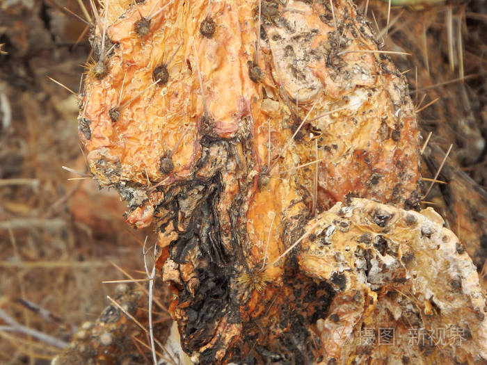 在亚利桑那州凤凰城东部阿帕奇小道上发现的死和腐烂的刺梨仙人掌垫的