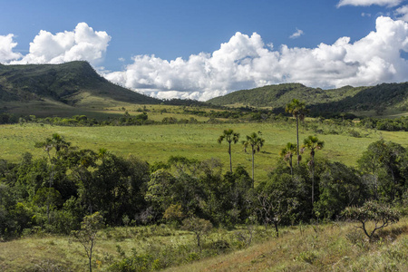 典型植被巴西中部戈亚斯州 chapada dos veadeiros 的典型塞拉多植被
