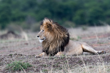肯尼亚马赛马拉游戏保护区雄性非洲狮名叫刀疤脸
