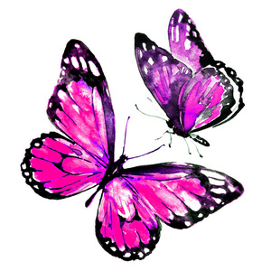 美丽的粉红色的蝴蝶, 水彩, 孤立的白色